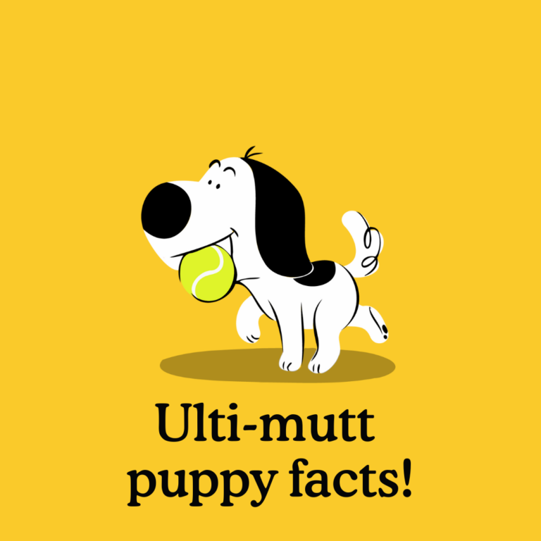 puppy facts header