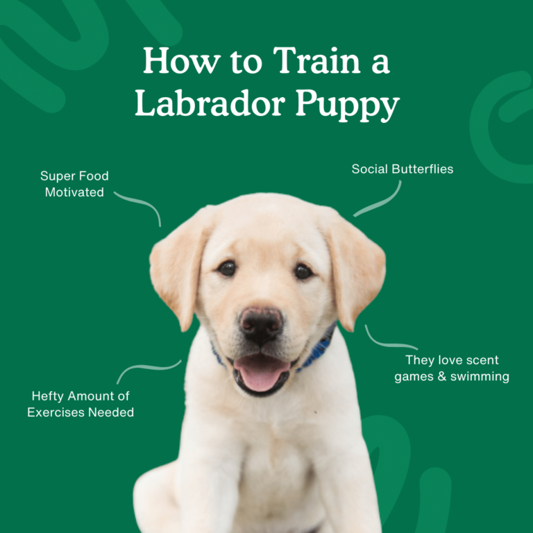 How to train a labrador puppy graphic