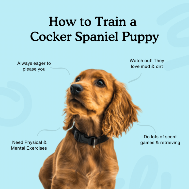 how to train a cocker spaniel puppy infographic