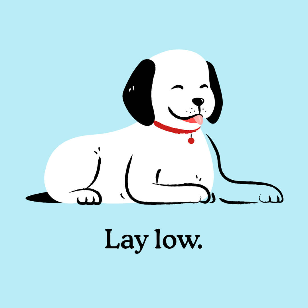 How To Teach A Puppy To Lie Down Zigzag