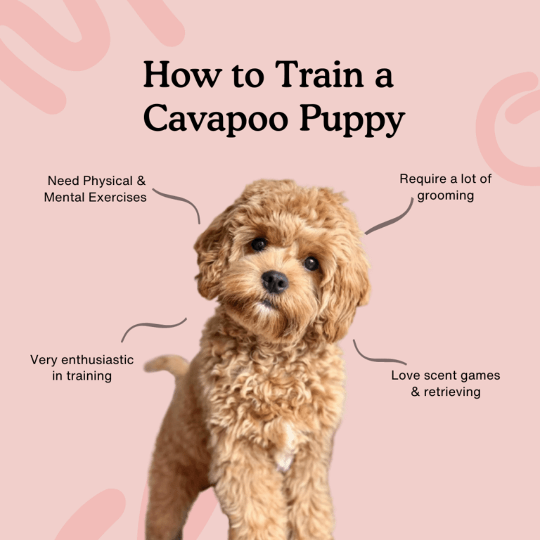 cavapoo puppy on a pink background