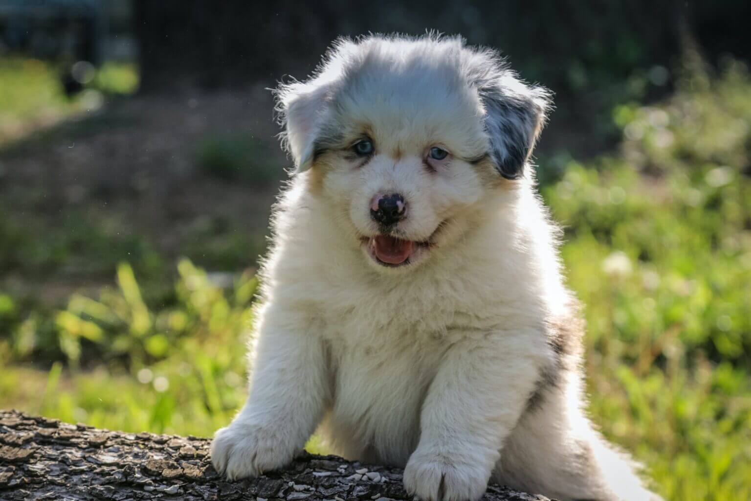 Image showcasing Stop Your Puppy Biting and Nipping | Zigzag