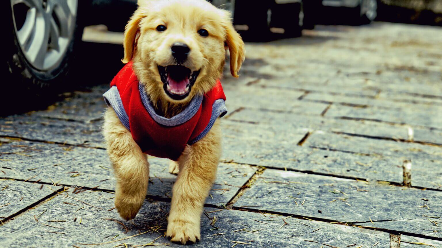 Help! My Puppy Barks at Everything! Zigzag