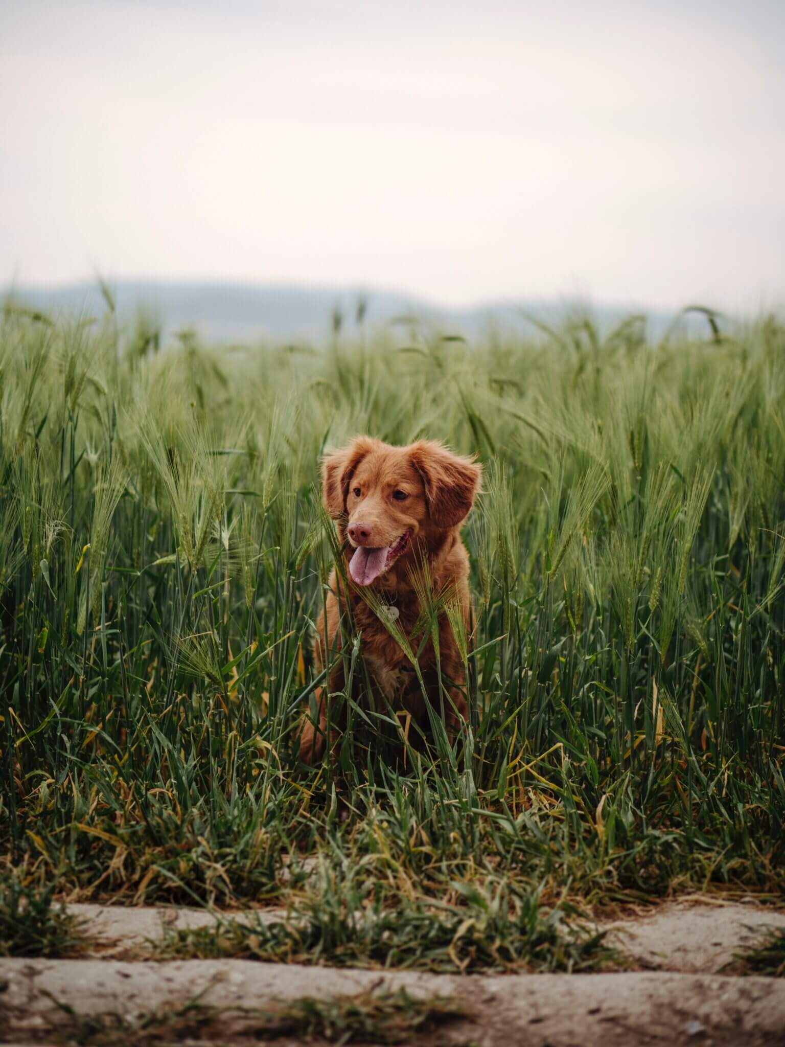 Why Do Puppies Eat Grass? | Zigzag
