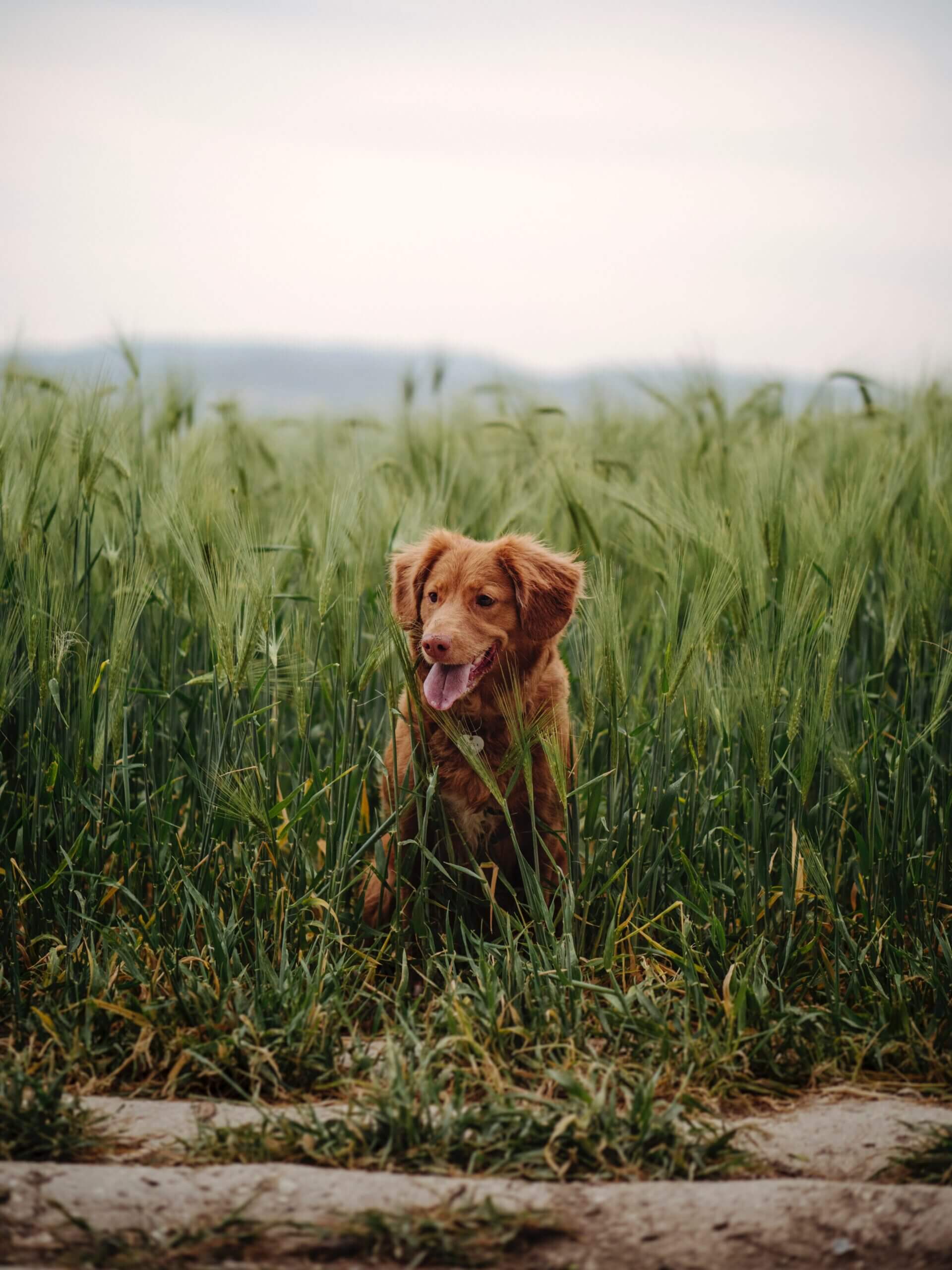 Why Do Puppies Eat Grass Zigzag Why do puppies eat grass zigzag