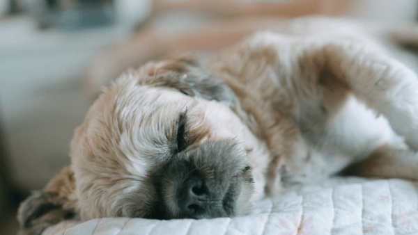 Why Do Dogs Sleep on Their Backs? - Zigzag