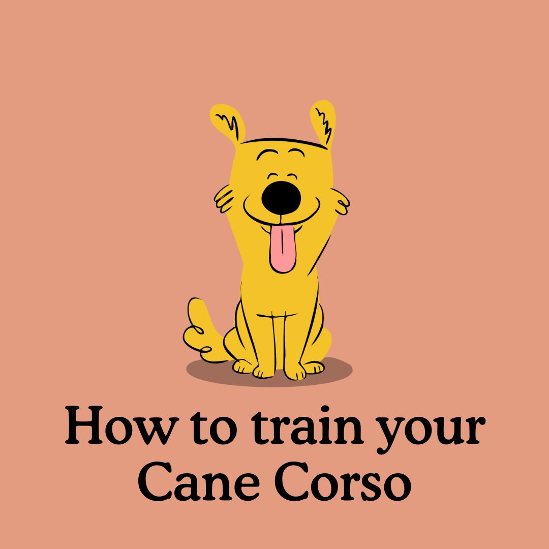 How to Train a Cane Corso Puppy: The Ultimate Guide | Zigzag