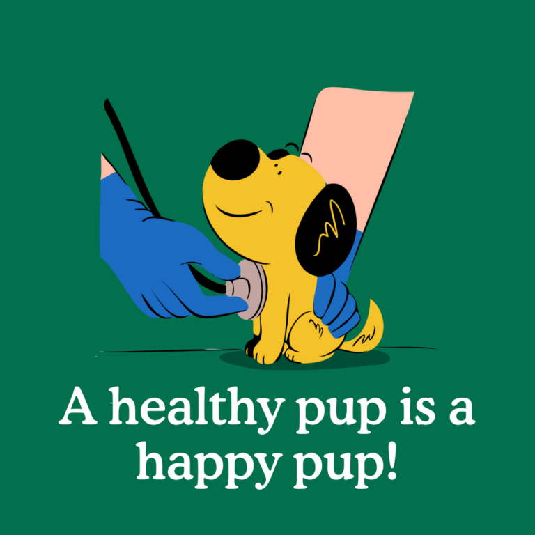 essential first aid advice for new puppy owners
