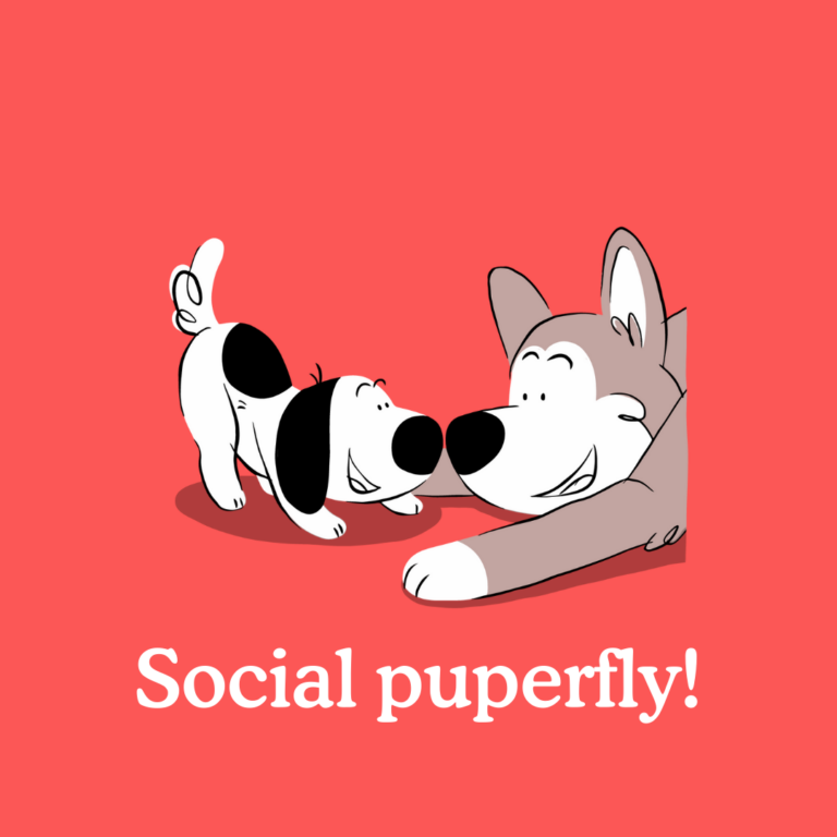 how to socialise your puppy
