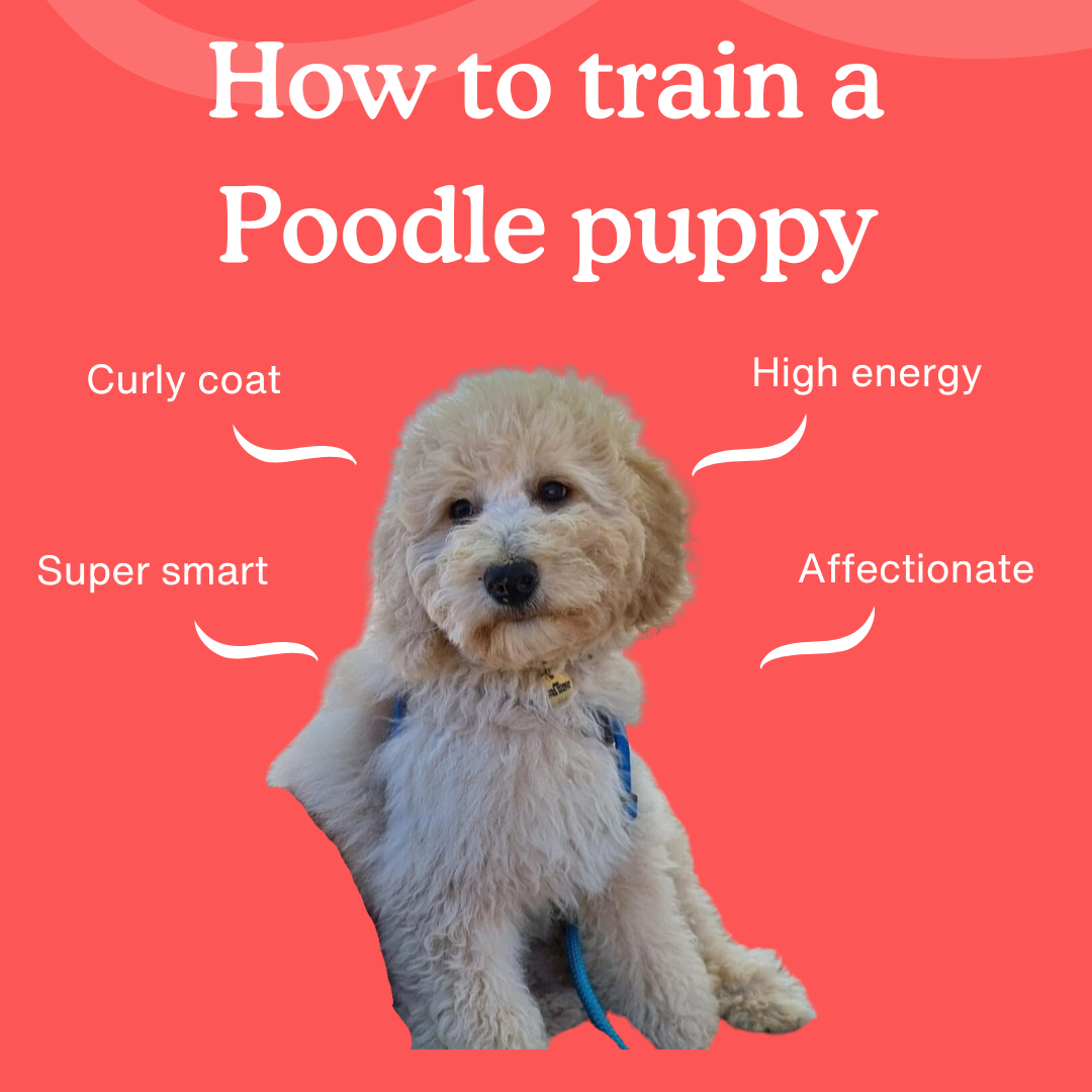 How To Train A Poodle Puppy The Ultimate Guide Zigzag