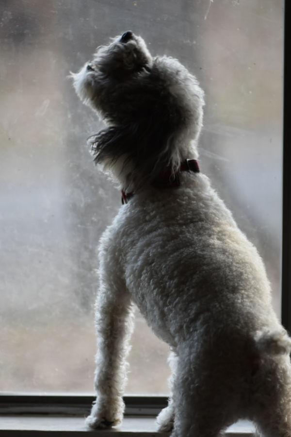 Illustration of Can Dogs Be Affected By Sirens Long-Term