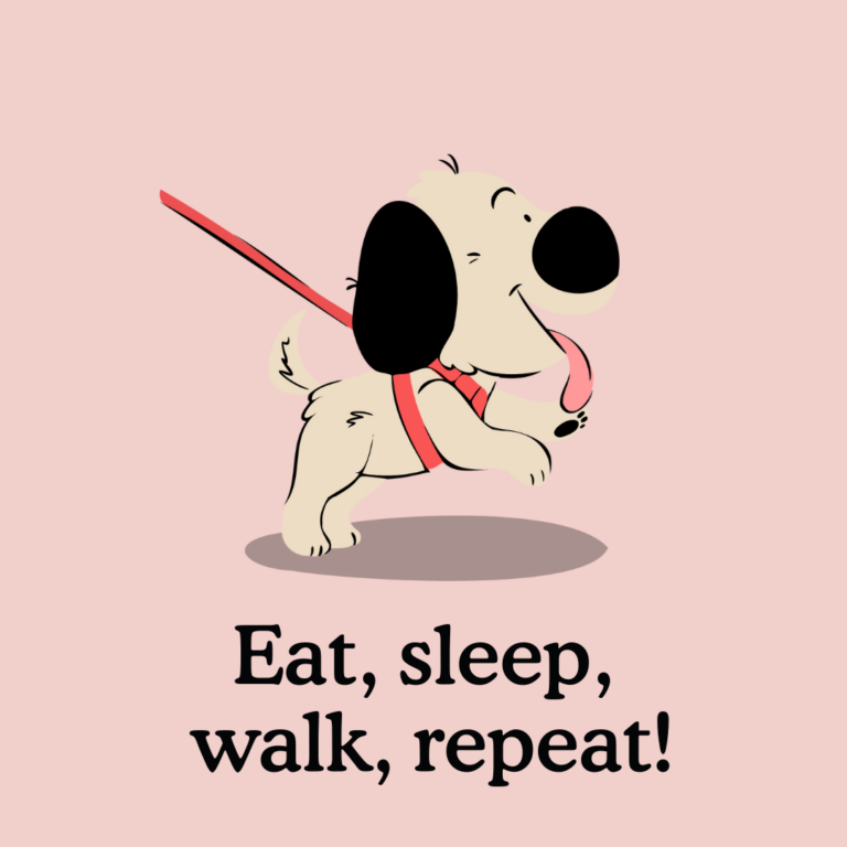 when can I take my puppy for a walk