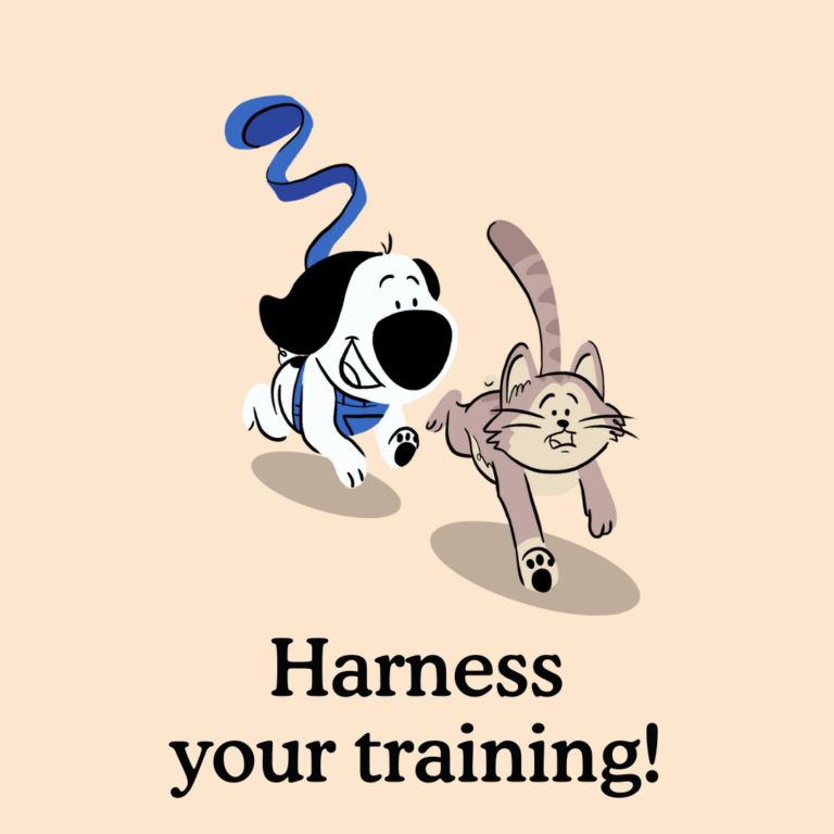 when to use a dog collar vs a harness